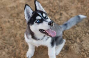 Husky Wszystko, co musisz wiedzieć