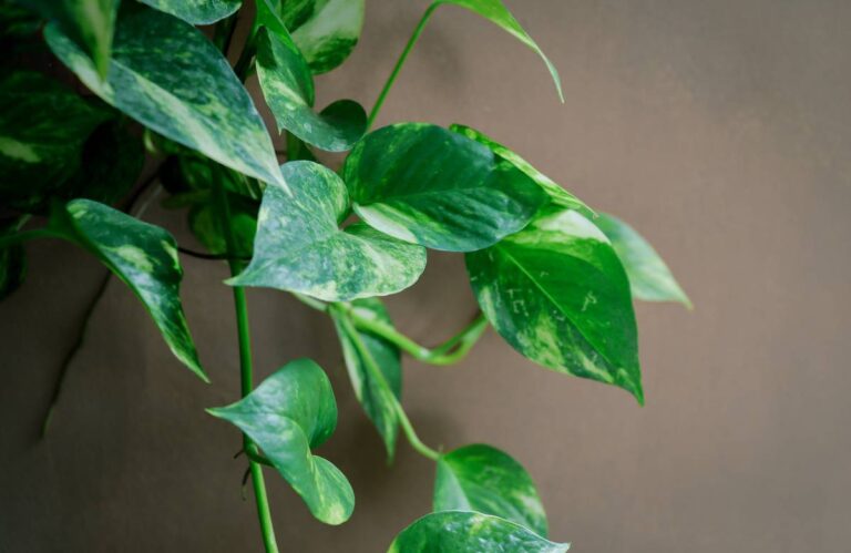 Najłatwiejsze w uprawie rośliny domowe w Polsce