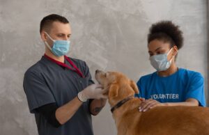 Pierwsza wizyta u weterynarza – co robić