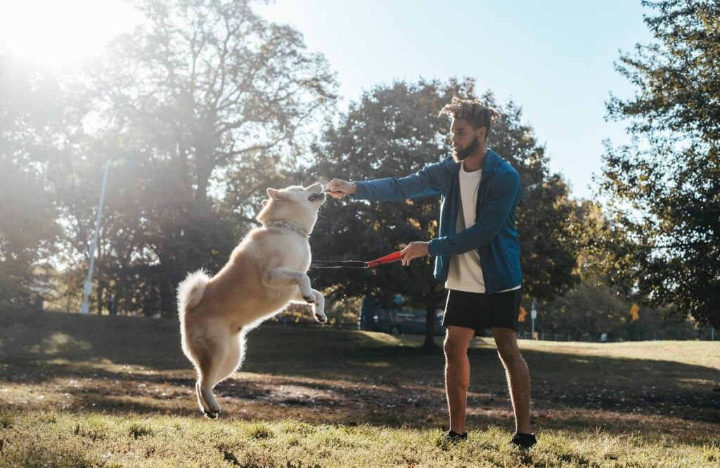Szkolenie psów techniki, skutki i ważność współpracy człowieka z psem