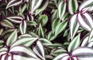 Trzykrotka - jak dbać Poradnik dla Ogrodników