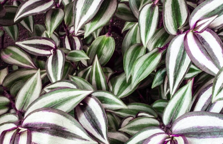 Trzykrotka - jak dbać Poradnik dla Ogrodników