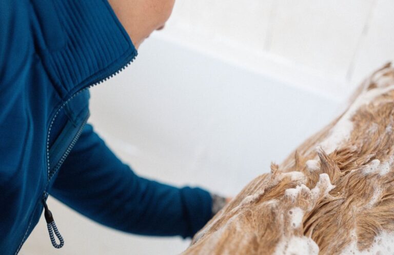 Jak często należy myć psa