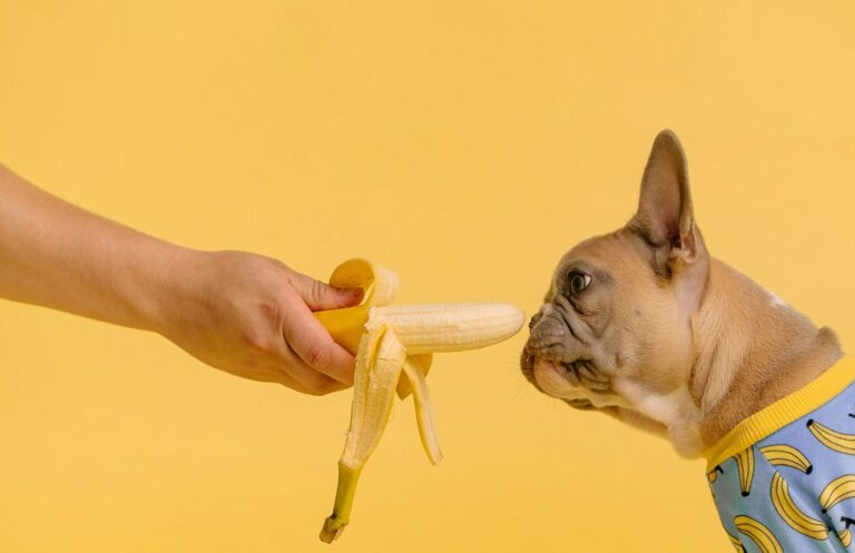 Czego nie powinny jeść psy