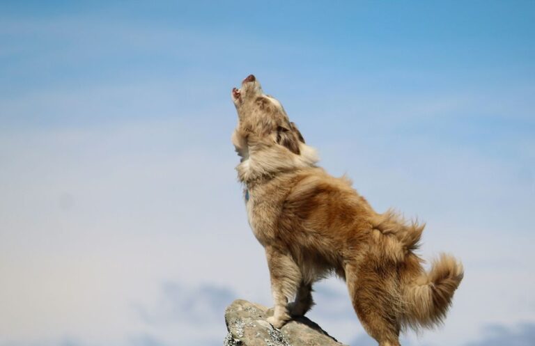 Dlaczego mój pies wyje Przyczyny i badania