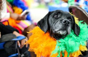 Jakie kolory widzą psy