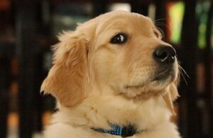 Golden retriever — idealny pies dla całej rodziny