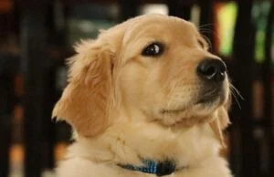 Golden retriever — idealny pies dla całej rodziny