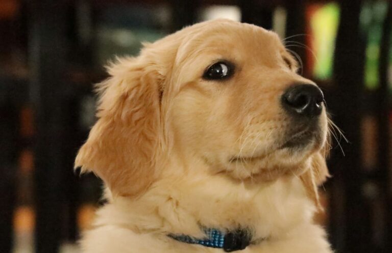 Golden retriever — idealny pies dla całej rodziny