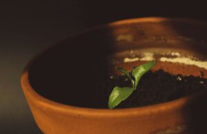 Pleśń w doniczce — przyczyny i jak się pozbyć