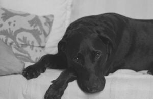 Uczulenie u psa Przyczyny, objawy i sposoby leczenia