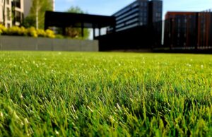 Jak prawidłowo posadzić trawę Poradnik krok po kroku