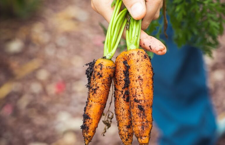Najłatwiejsze warzywa do uprawy w ogrodzie — lista