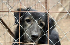Pseudohodowle Zagrożenie dla zwierząt i ludzi