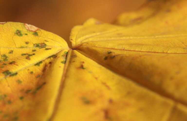 Żółte liście — dlaczego występują i jak się ich pozbyć