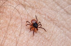 Dlaczego kleszcze są niebezpieczne