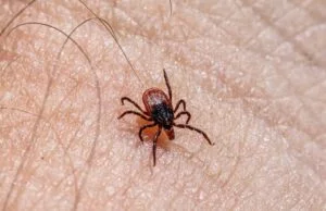 Dlaczego kleszcze są niebezpieczne