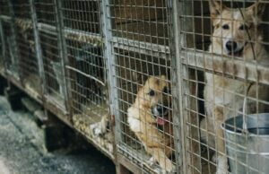 Jak sprawdzić hodowle psów Czy to pseudohodowla