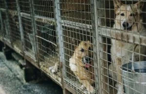 Jak sprawdzić hodowle psów Czy to pseudohodowla