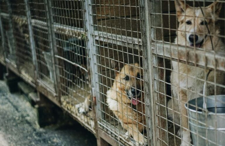 Jak sprawdzić hodowle psów Czy to pseudohodowla