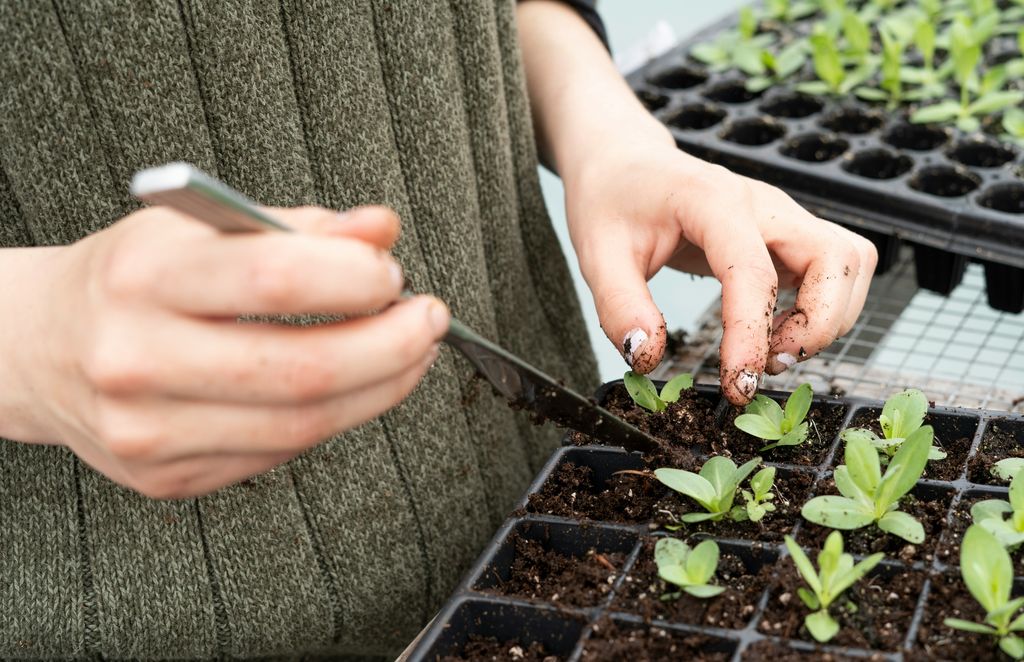 Napowietrzenie ziemi — Zbita ziemia w doniczce