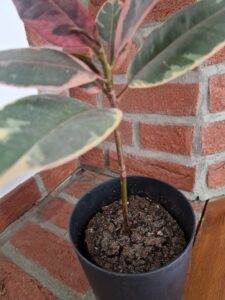 Zbita ziemia w doniczce Jak pozbyć się tego problemu