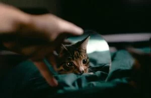 Czy koty widzą się w lustrze