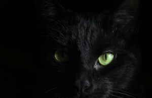 Jak widzą koty Zrozumienie kociego świata