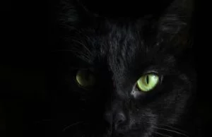 Jak widzą koty Zrozumienie kociego świata