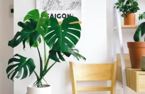 Co to jest korzeń powietrzny 3 zastosowania