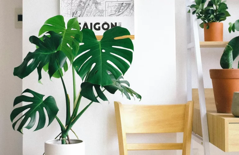 Co to jest korzeń powietrzny? 3 zastosowania